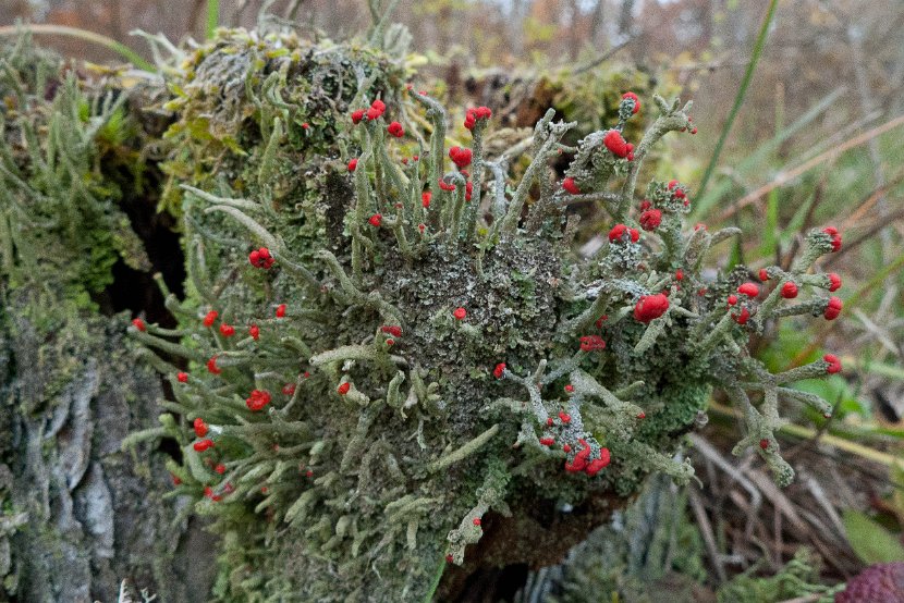 Cladonia macilenta-14